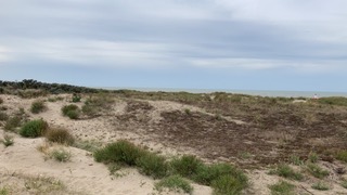 Duinen